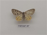 藏品(尺蛾123)的圖片